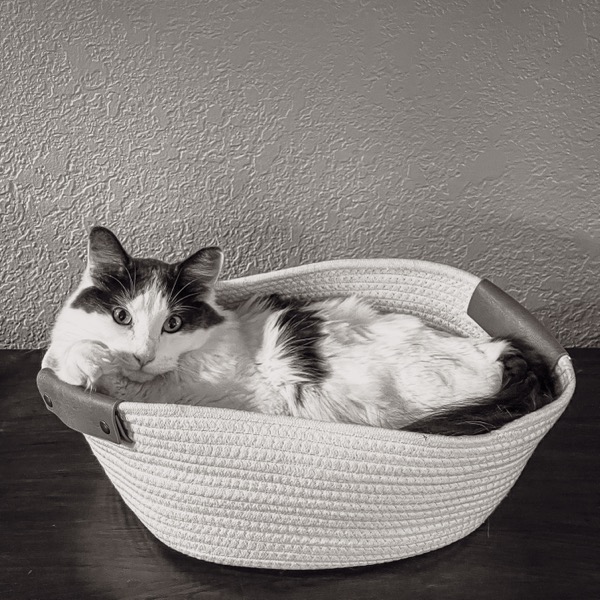 Cat 1