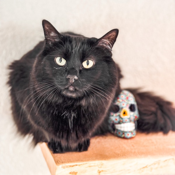 Cat 2