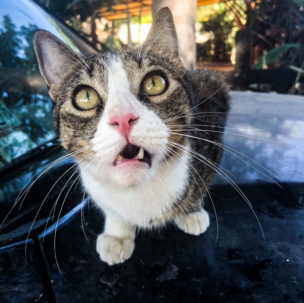 Cat 4